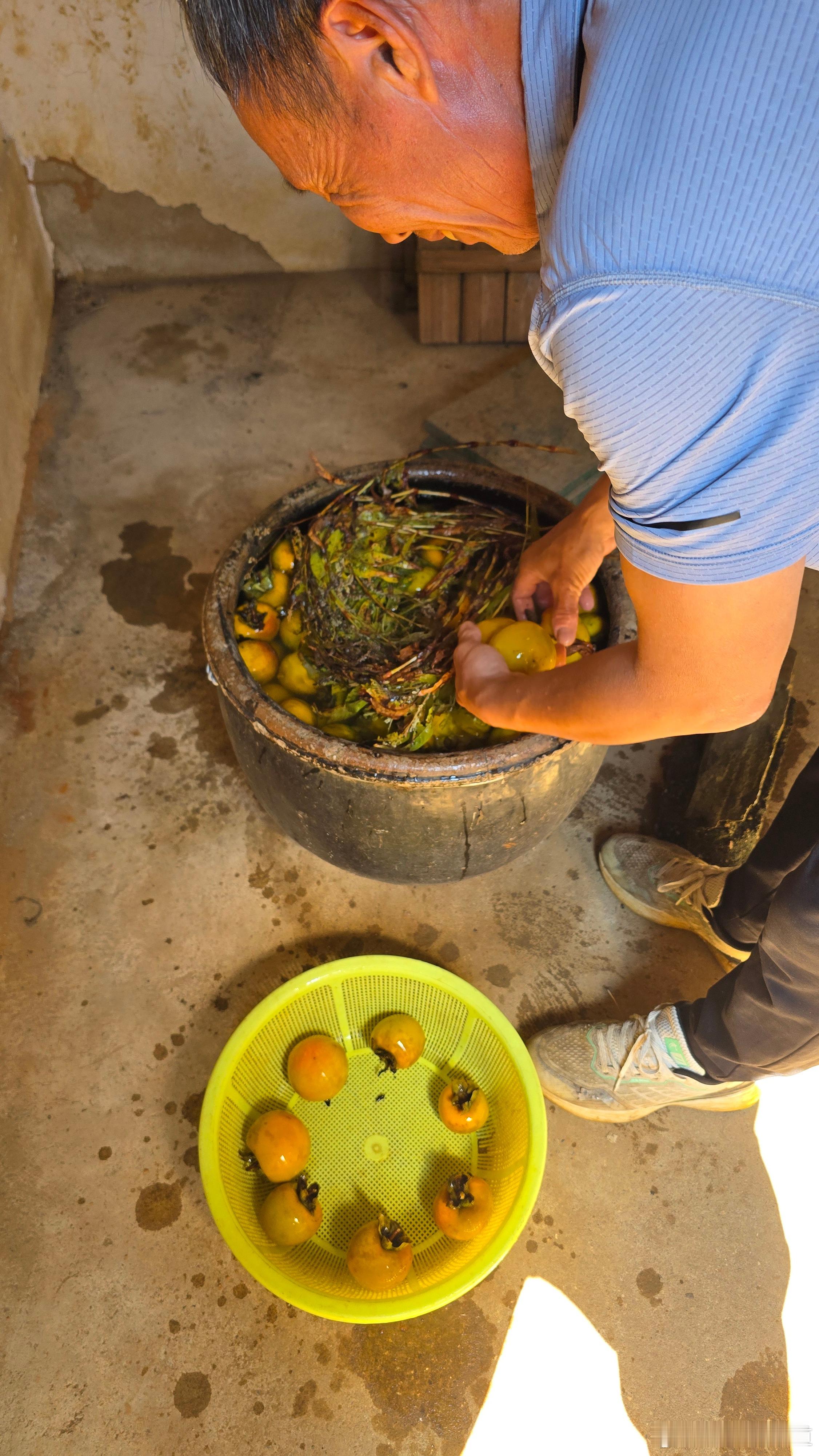 农村古法浸柿子 ​​​