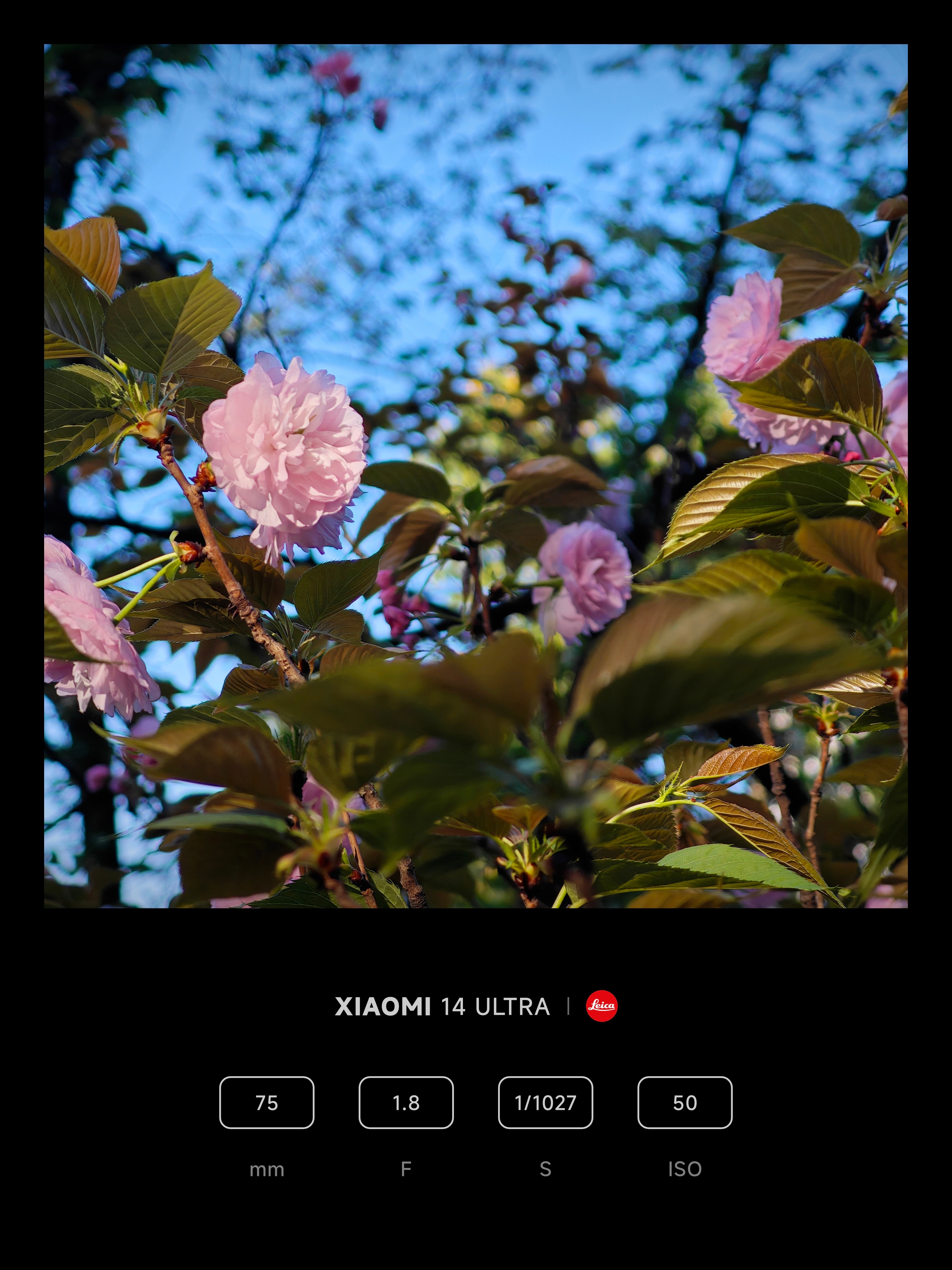 想念小米14 Ultra这一颗75mm直立长焦了可以拍出这种非常漂亮的圆形光斑