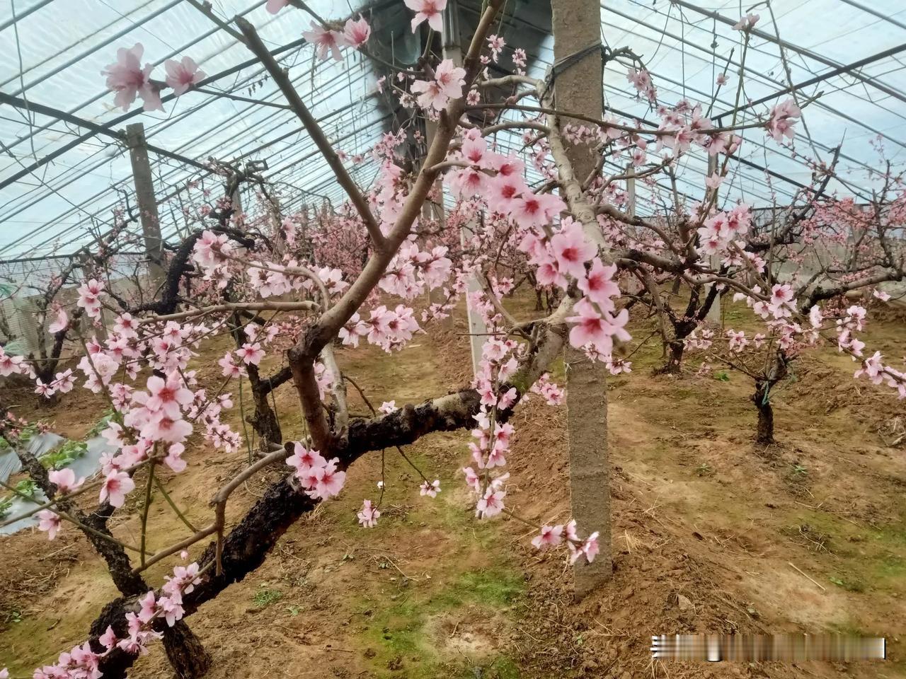 晒图笔记大赛平邑县地方镇西瑶草村的大棚油桃己进入落花期好几天了，用不了多久就可以