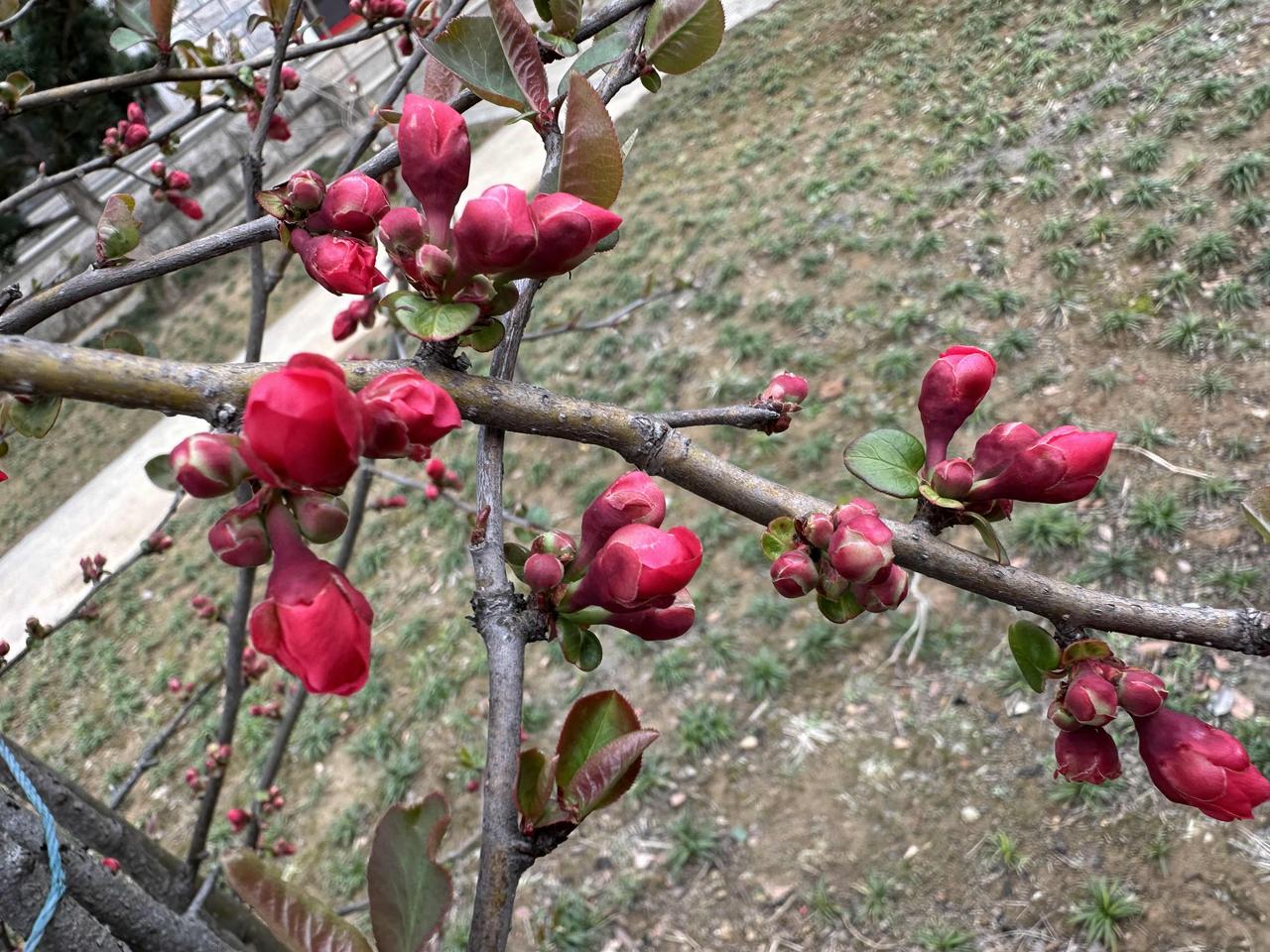 早春的一抹温柔，是海棠花开

偏爱海棠花，不止爱它清新脱俗的模样，更爱它独一份的