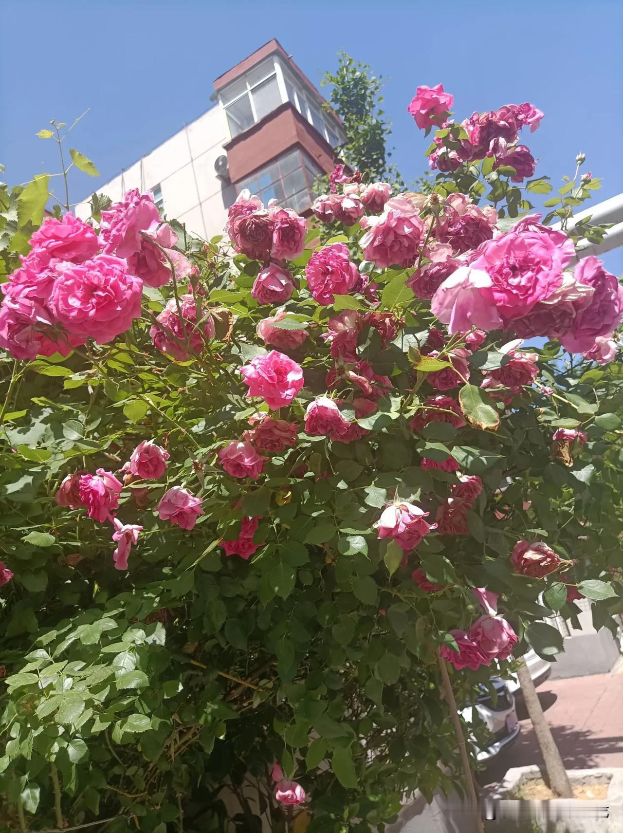 月季花是真的美。就像幻紫，浅紫的花色，花瓣带着美人尖，宛如艺术品。我那株幻紫，5