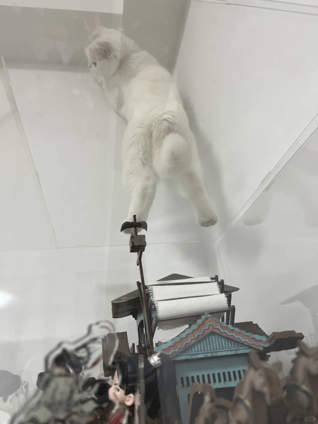 猫师傅 你是做什么工作的