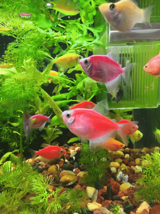 把之前大鱼缸的大鱼都放生了！换小鱼🐟了晚安！不熬夜！ 