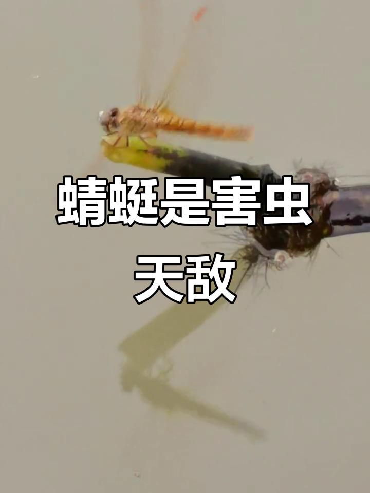 今年这蚊子简直像开了挂！
北方毛衣都还没脱呢，它们就提前一两个月冒出来了，跟玩穿