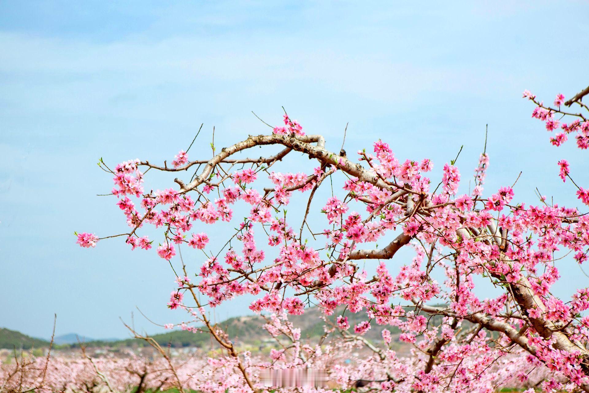 小菌 早朋友们桃花盛开很美 