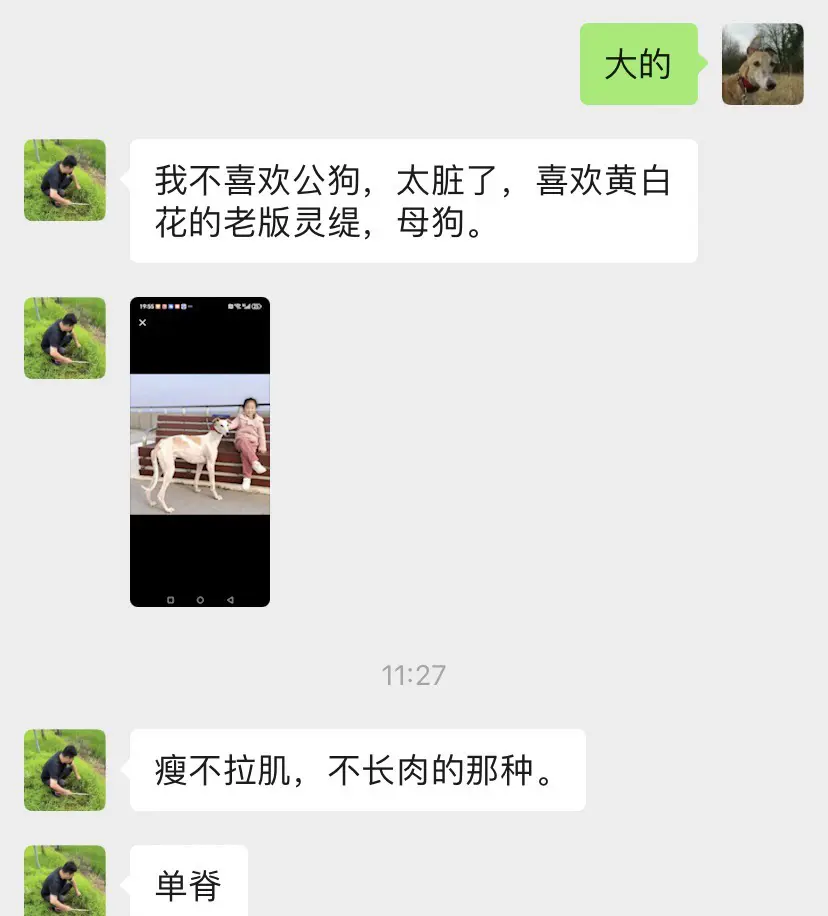 圈外人对老底子灵缇的评价 讲的是相当到位