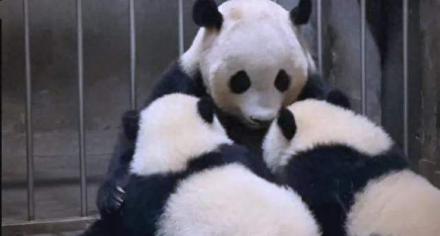 笑着哭：熊猫福双赴美上热搜，福禄一家却让人笑中带泪