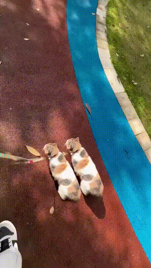 众所周知，视频不能PS
所以这是我见过最像的双胞猫了