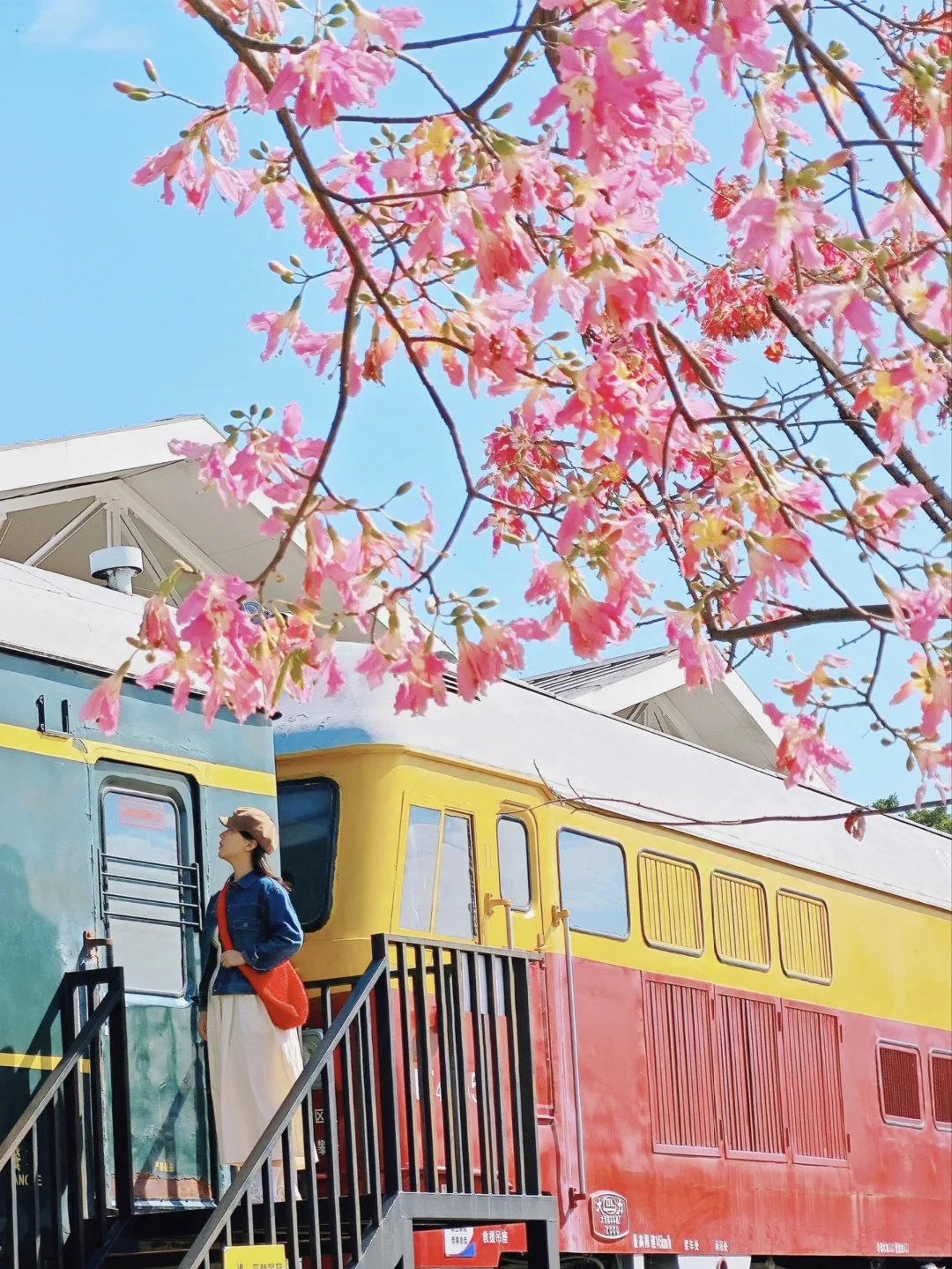 11.30实况🌸广州花海列车，真太绝啦！！