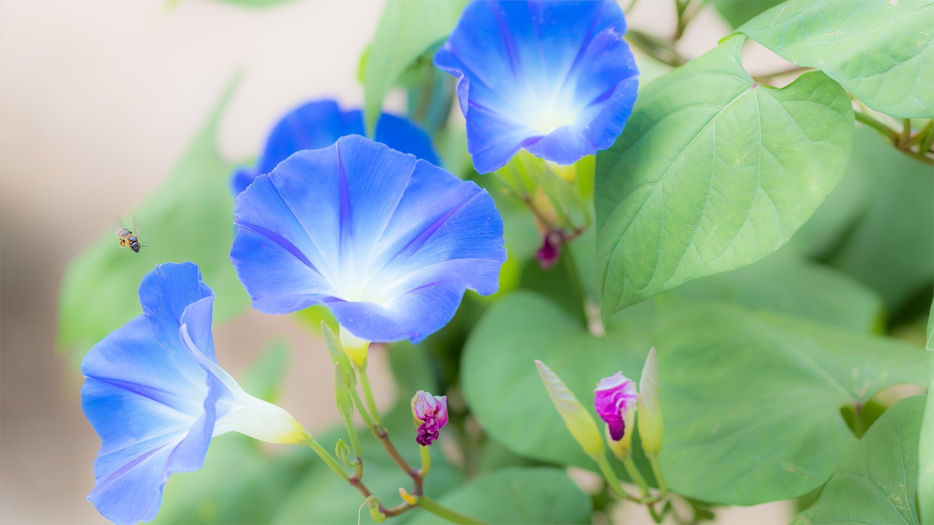芭蕉《真蹟懐紙》“笑ふべし泣くべしわが朝顔の凋む時”（牵牛花凋萎的时候，我是当哭
