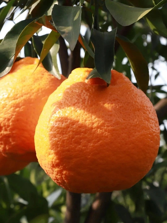 耙耙柑是很善良的水果耙耙柑真的是特别善良温柔的水果，皮薄好剥不扎手，果肉软嫩多汁