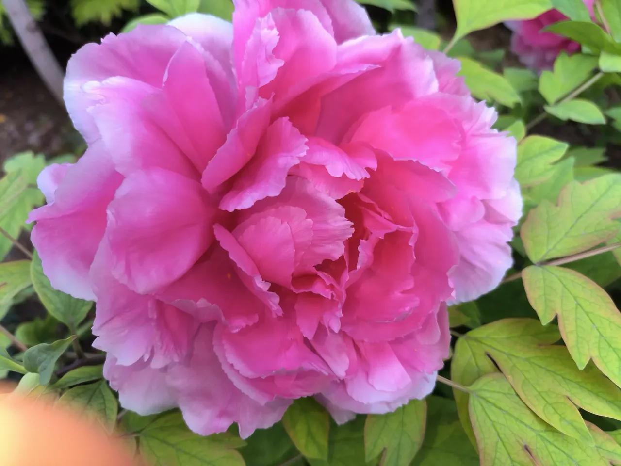 2026年洛阳中国国花园：国色天香的梦幻之境

洛阳中国国花园，是我国最大的牡丹