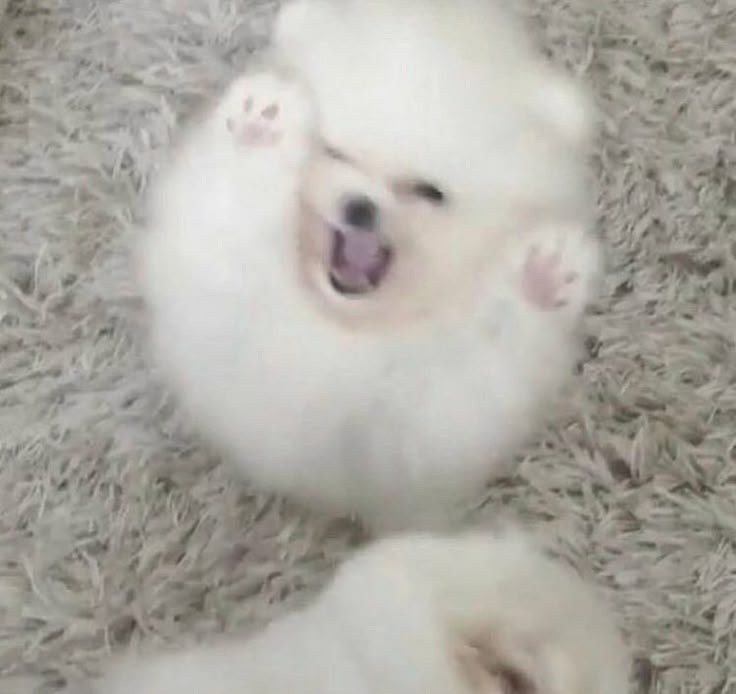 不放家甜出来cover你是不是想死了👊 