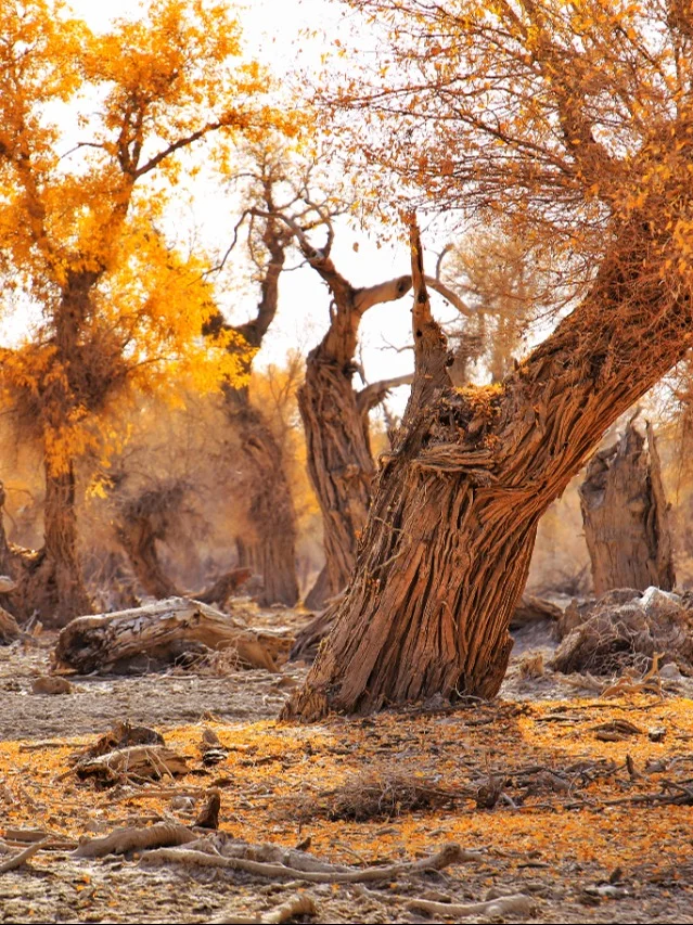 国庆限定秋色，金秋南疆11日大环游！