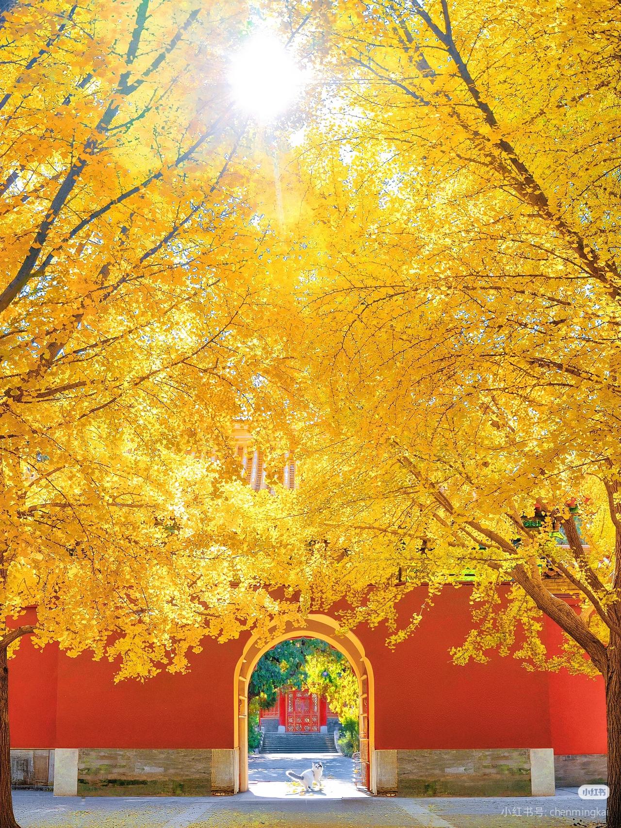 以为故宫银杏够美了，直到我去了这里……
.
11月的北京
如果只能去一个地方
那