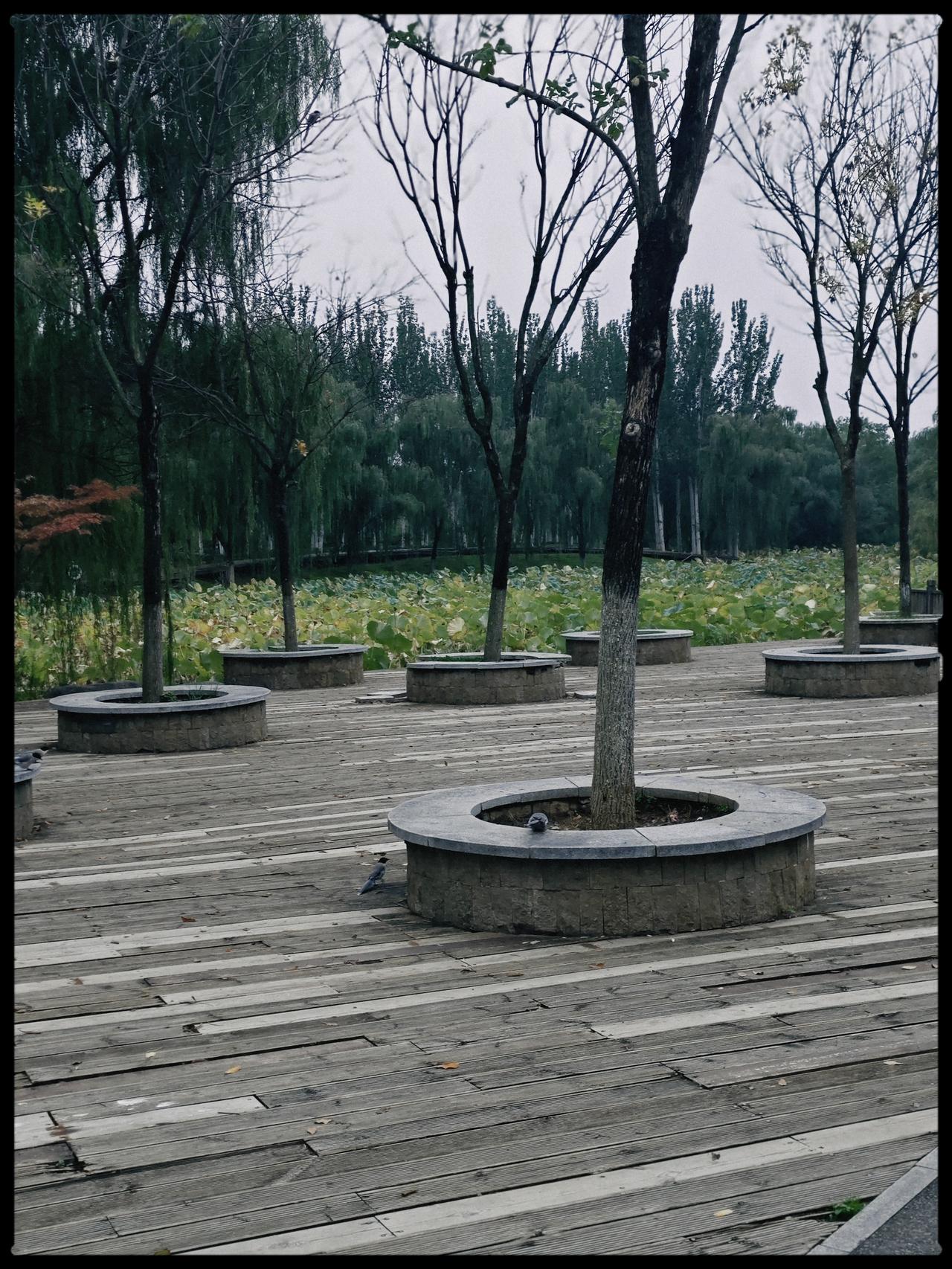 别再把周末公园散步当“浪费时间”了！这根本不是简单的遛弯，而是成本最低的“身心快