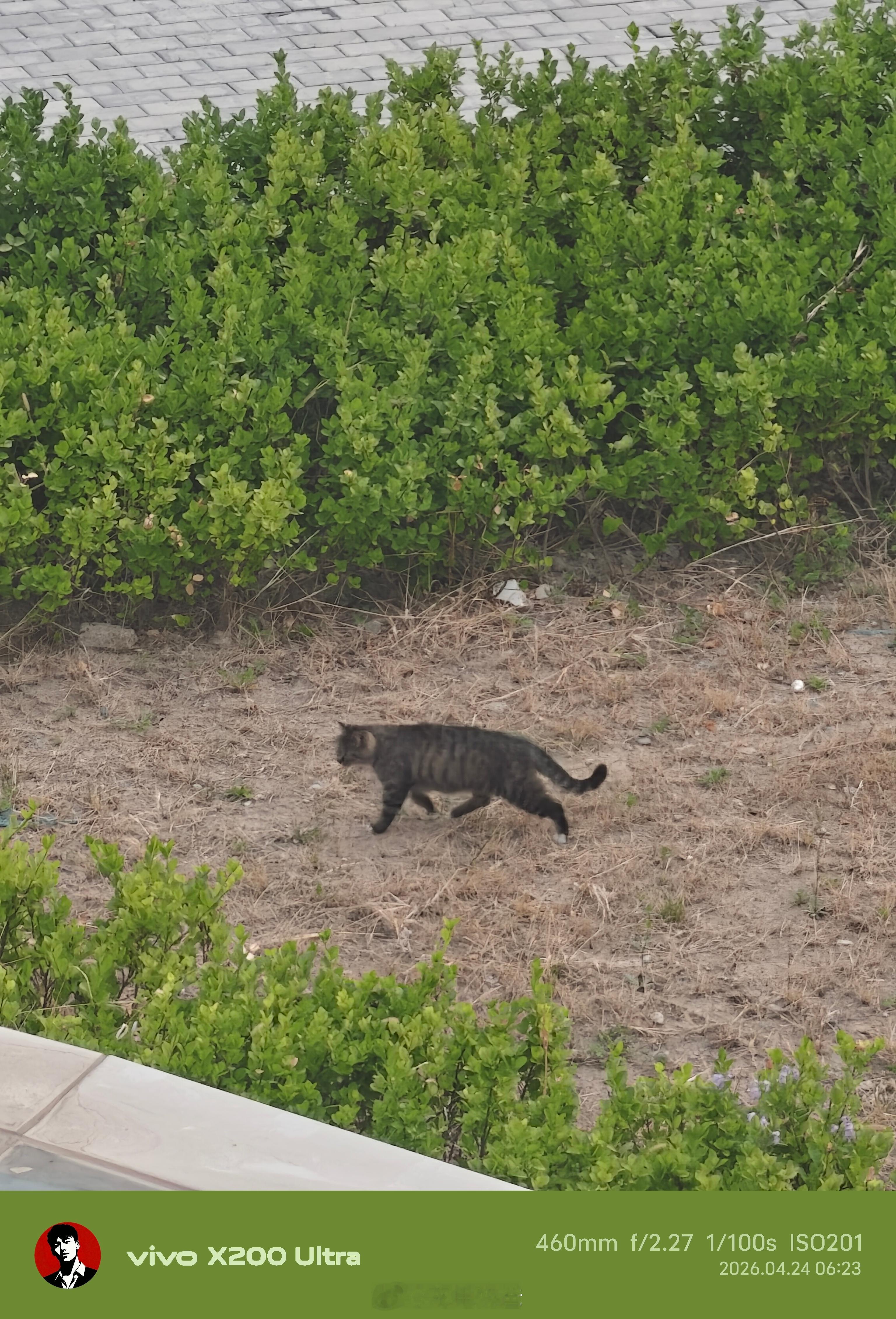 大家早，早晨捕捉到一只哈基米，找不到了我好困