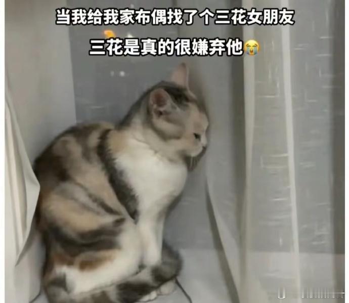 三花猫被迫给布偶当老婆，那表情快碎了网友：相当刘亦菲嫁给丑八怪 