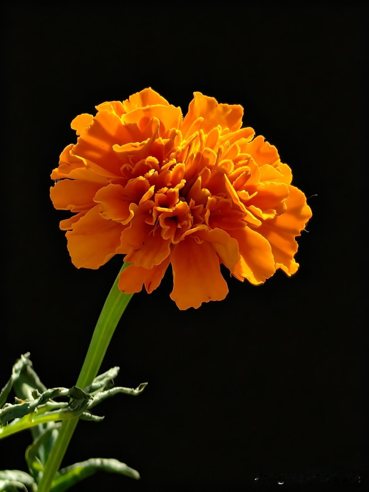 这是在路边花坛里用手机拍摄的一朵菊花，感觉特别好看。你认为呢？