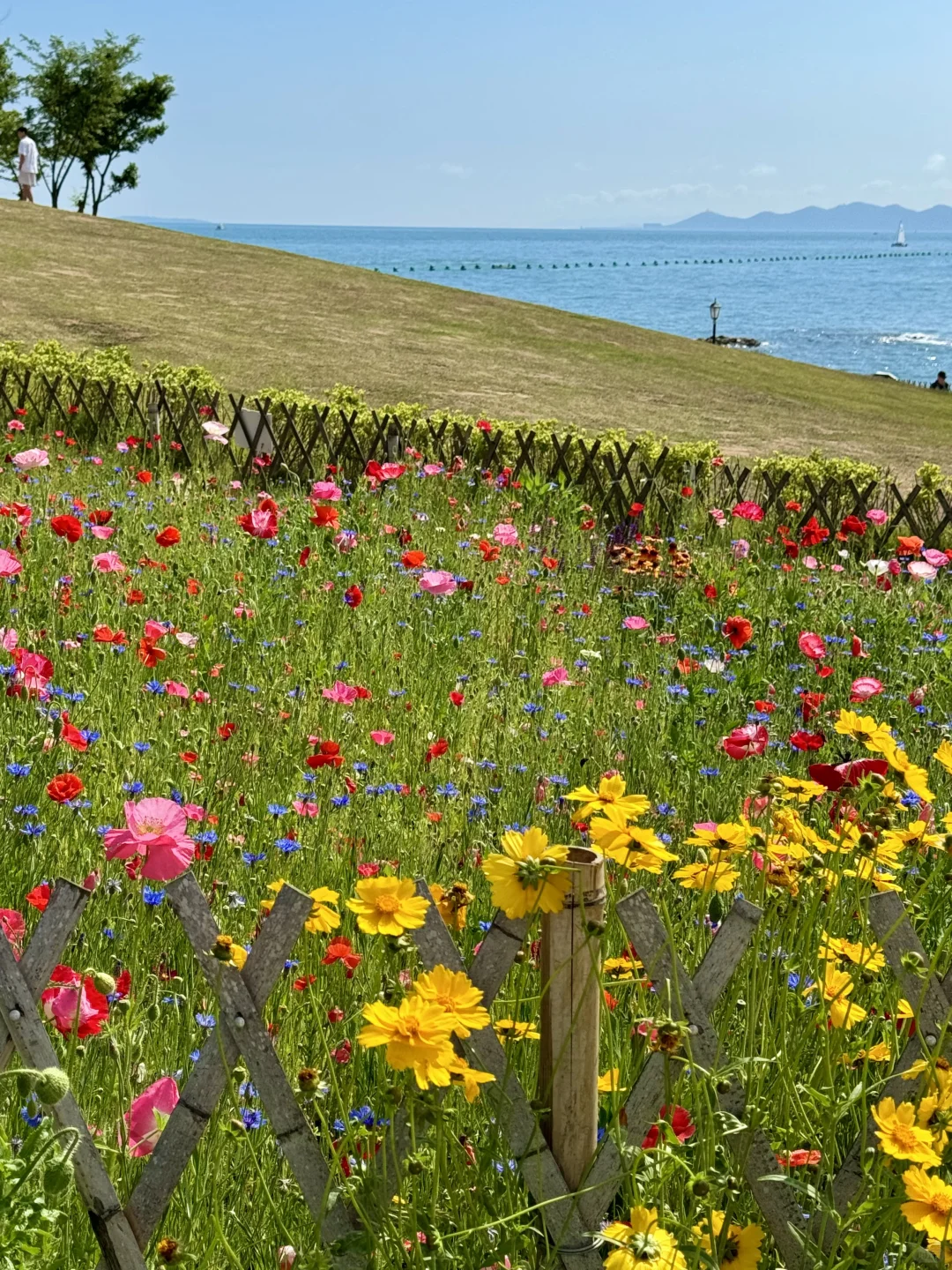 9.28实况～青岛的海边公园开花了🌸