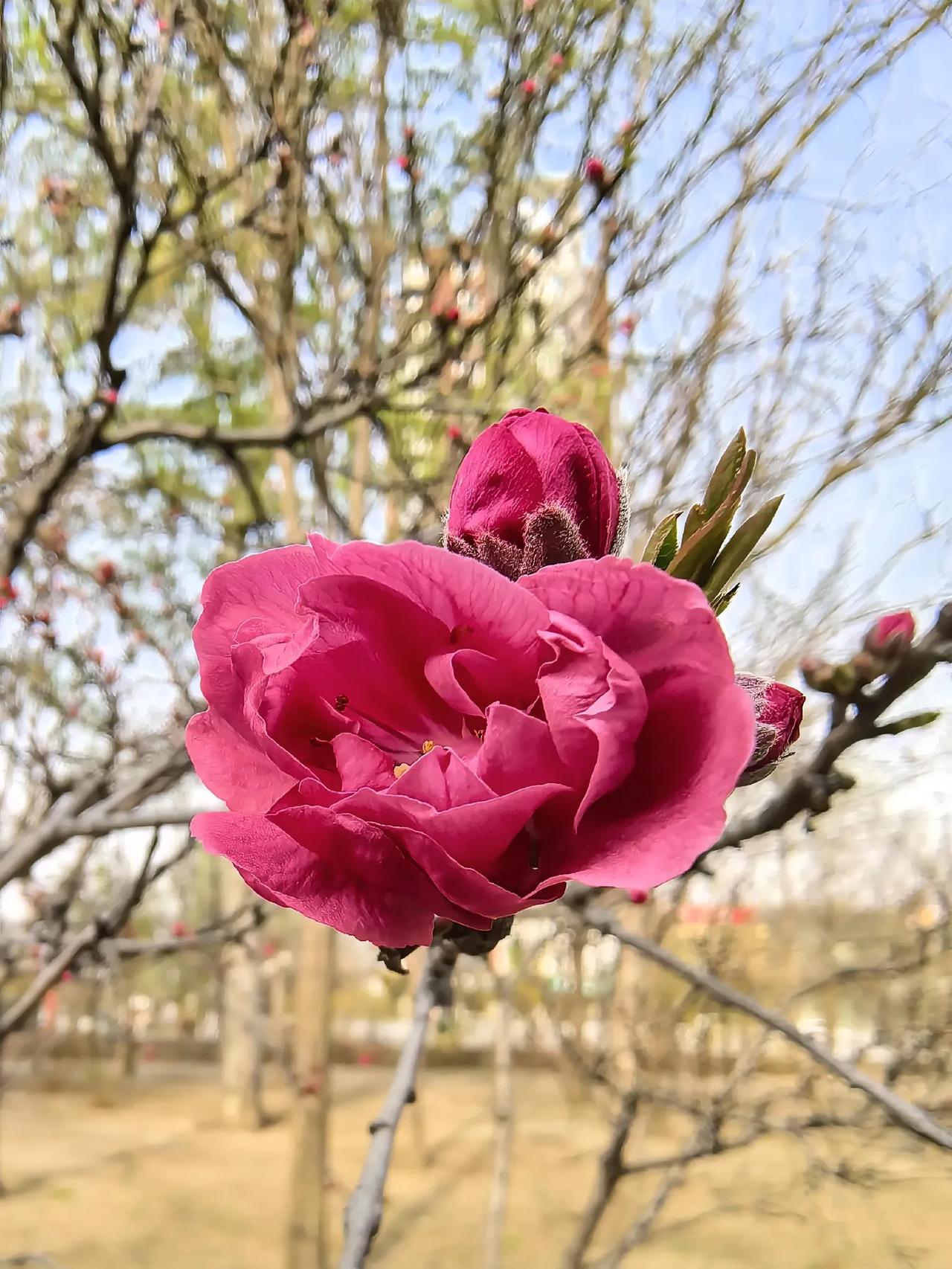 春日生活打卡季