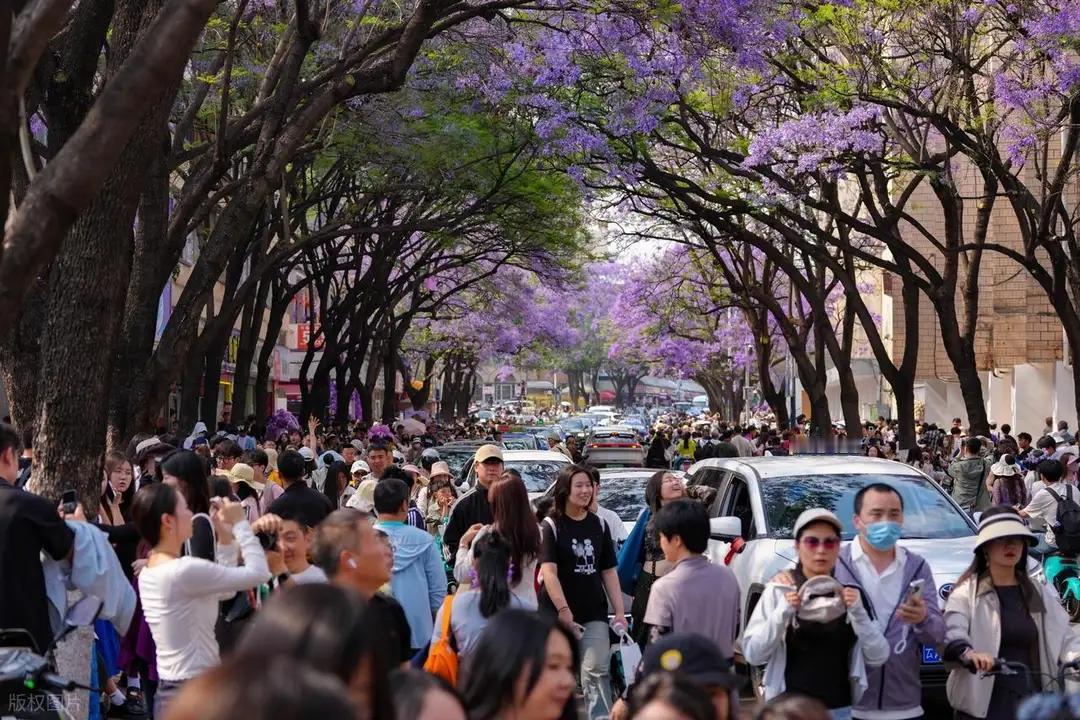 这有什么好看的，友友们，求求你们放过昆明的这一抹紫色吧！在盘龙江边的桃园广场边上