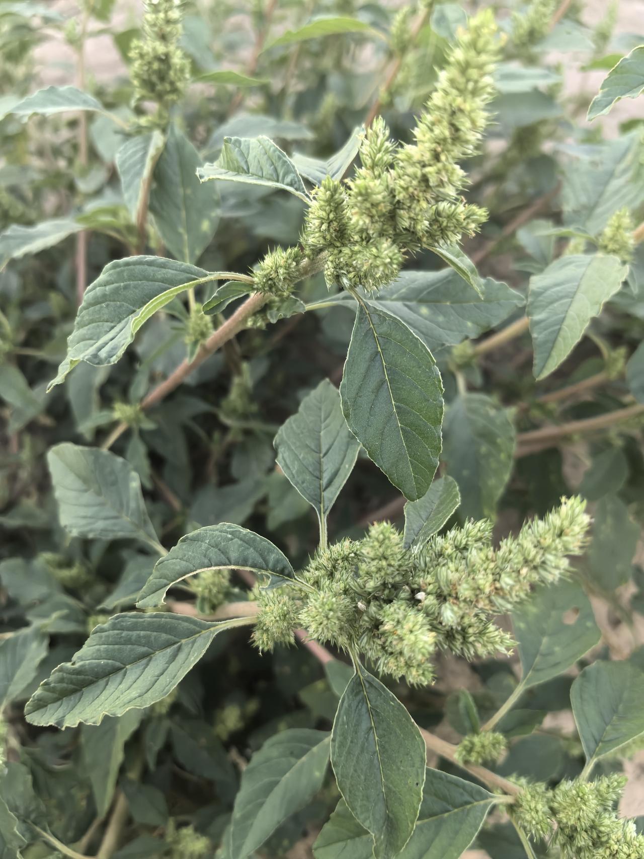 这是北方常见的一种野草，各位友友们知道它叫什么吗？有什么功效？
欢迎在评论区留言