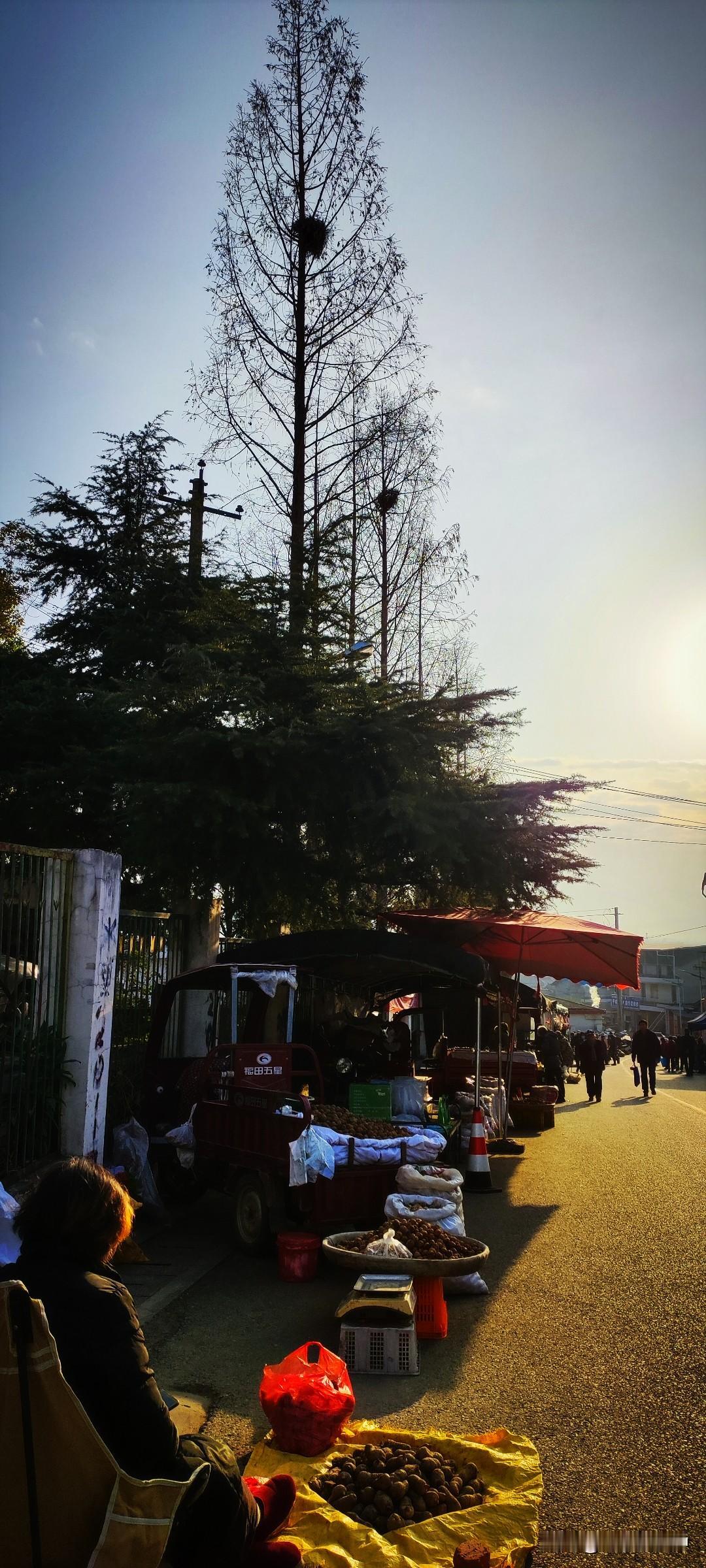 冬日生活打卡季去往农贸市场的路是阳光铺就的金光大道。路边，农户的编织袋卷边排齐，