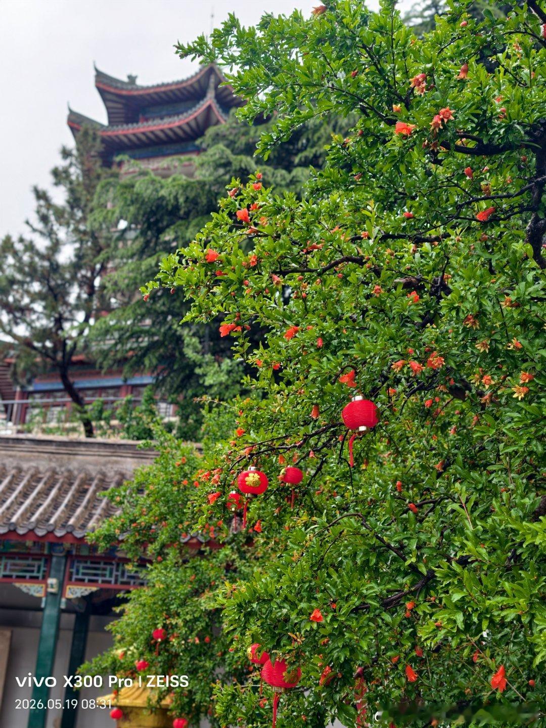微雨过，榴花开欲然。五月榴花，真如枝头烈火，在浓荫里灼灼盛放。红得坦荡，开得肆意