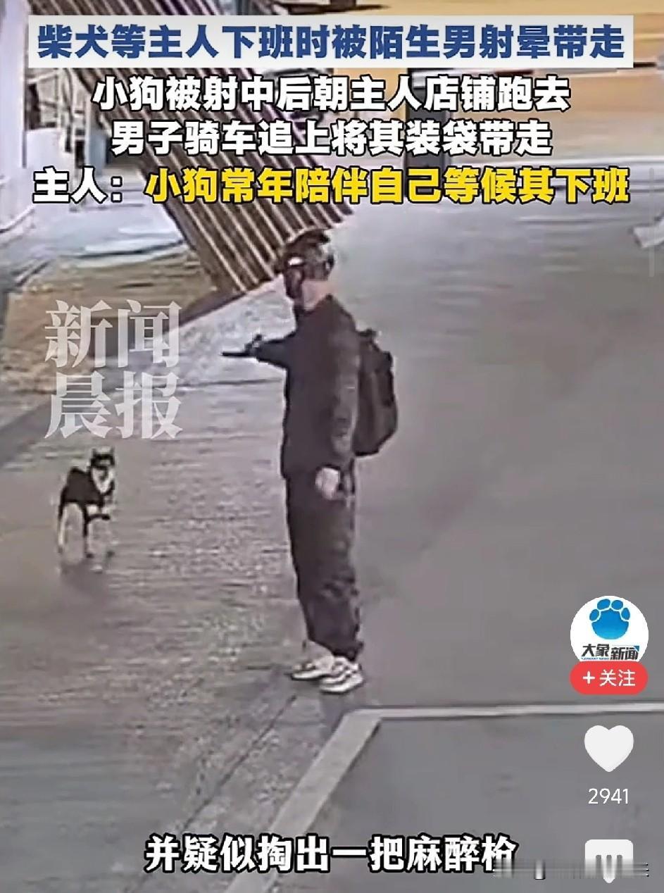 破防了！德阳，柴犬凌晨在停车场等主人下班，被男子用弩射倒后装入布袋偷走，监控拍下
