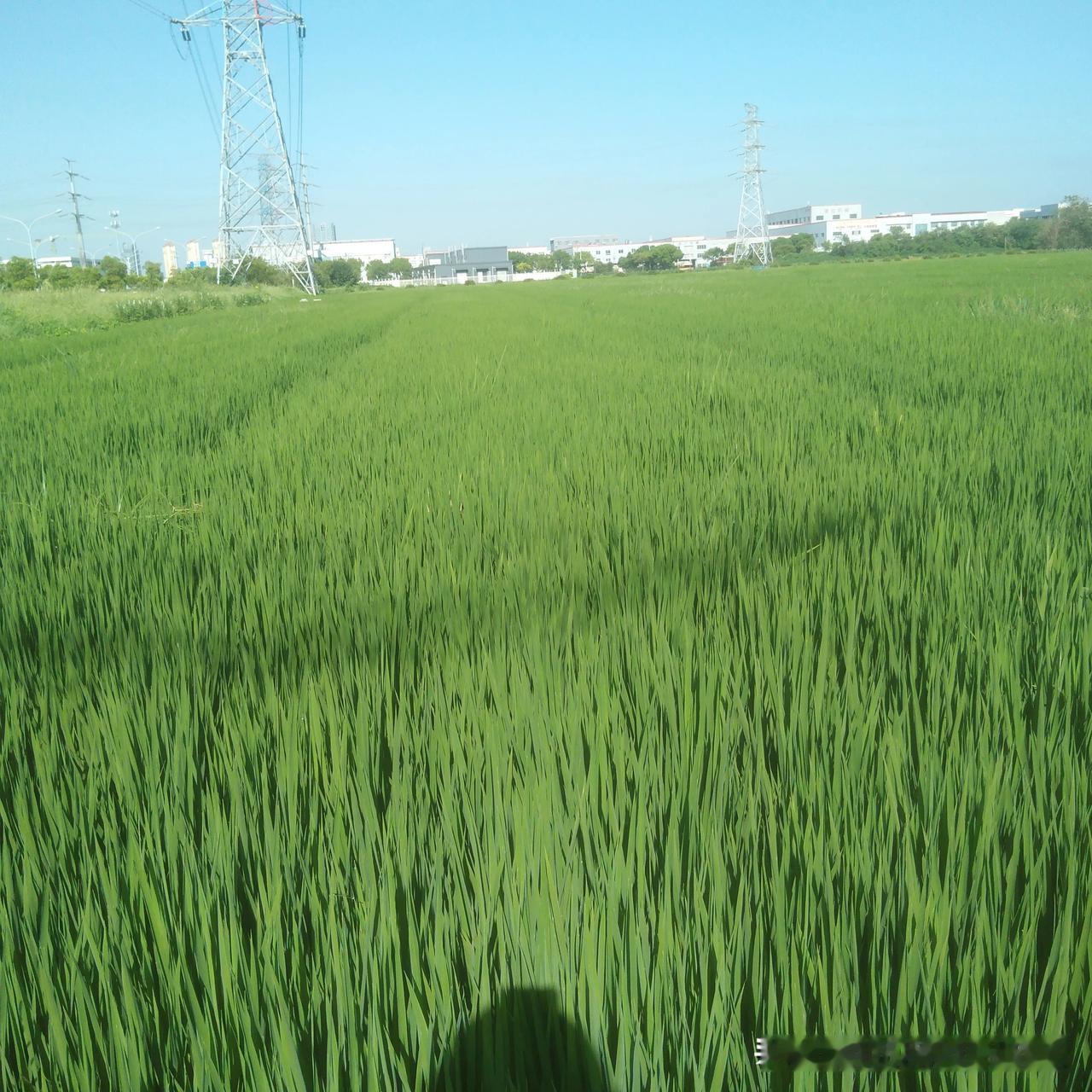 水稻正在发棵！人闲着心慌，做点什么事好呢？

此时此刻！稻农最惬意，尽管旅游喝酒