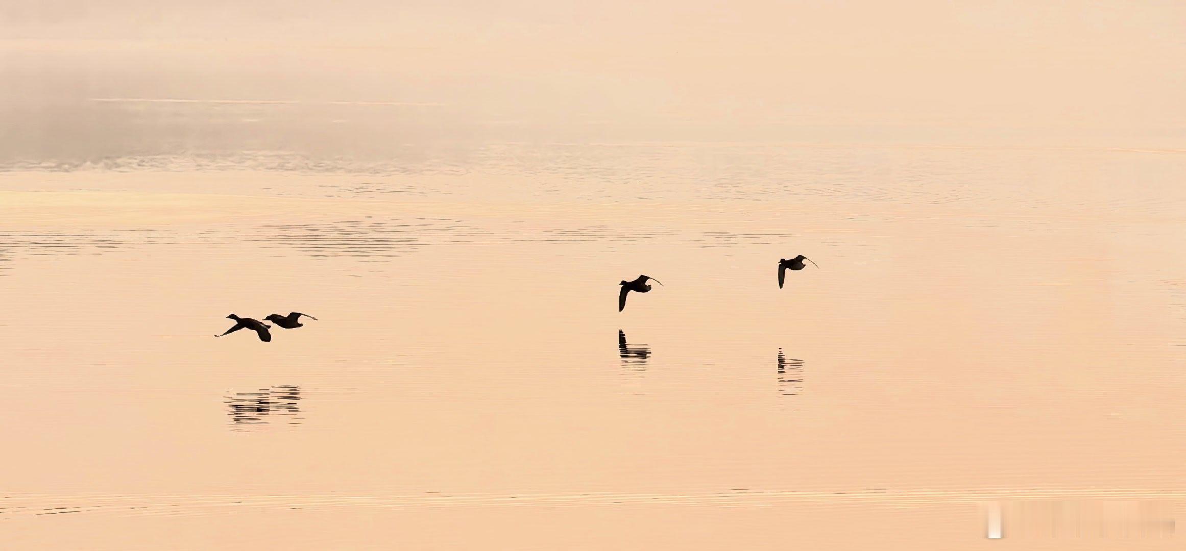 玉渊潭公园春日的早晨摄影
