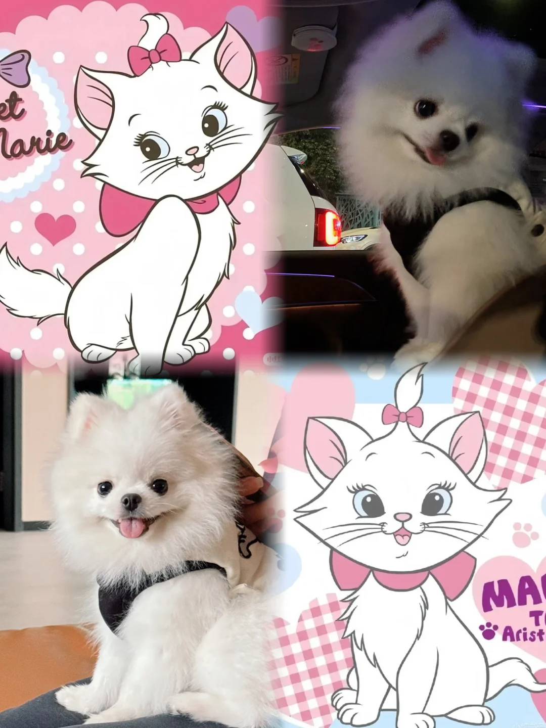 变身玛丽猫了🐱