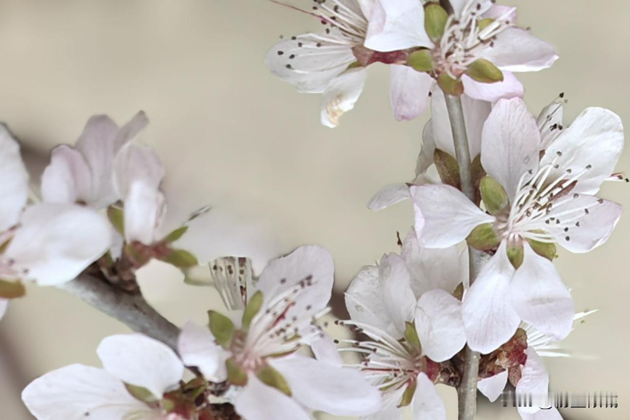 梦里花落知多少
一场春雨见分晓
珍惜花开花落时
莫要空枝忆繁华春日赏花照 春天赏