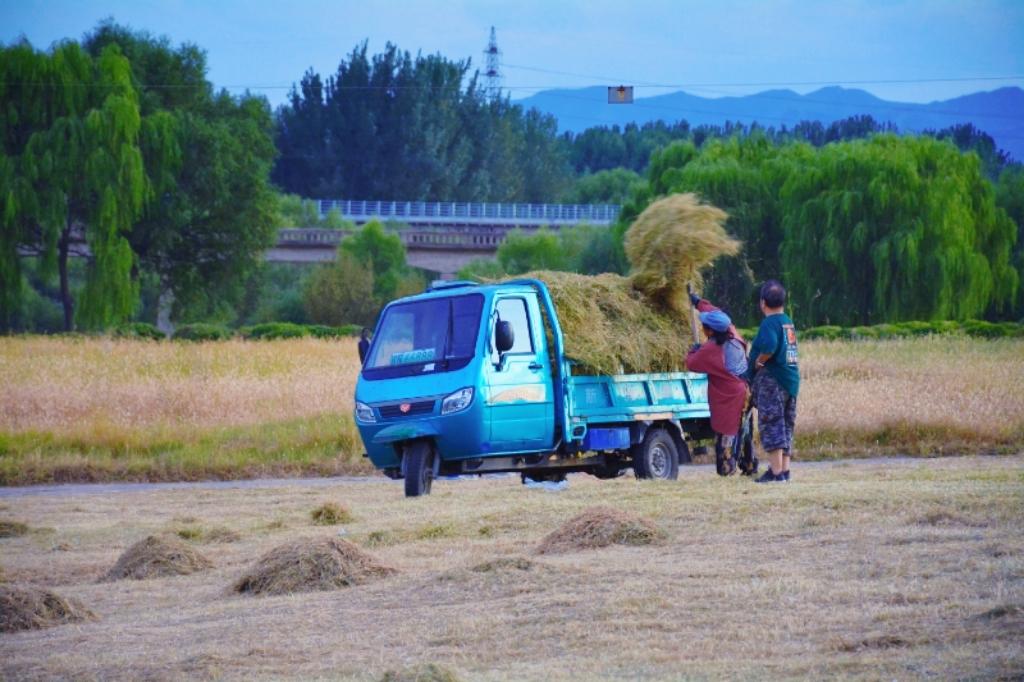 东北草原上的草已经开始枯黄。
朝阳大凌河上的“草原”，在南大桥下面。
昨天傍晚，