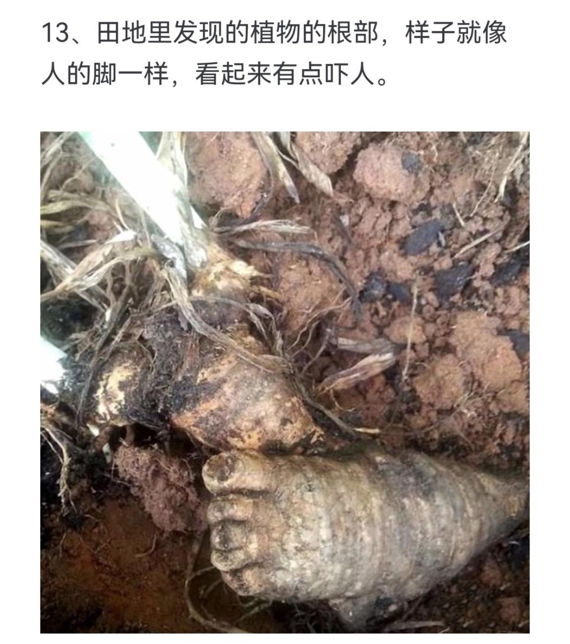 田地里发现的植物的根部，样子就像人的脚一样，看起来有点吓人