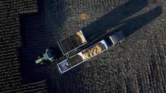 最近不少美国豆农跑到上海进博会来拯救他们的大豆生意。特朗普搞的贸易战让美国农民苦