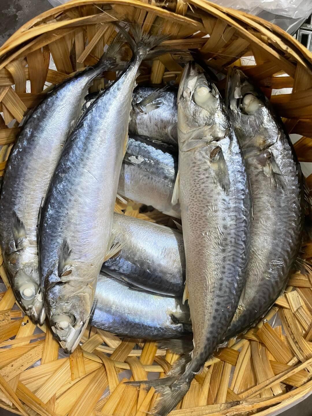 广东潮汕的鱼饭太上头了只有潮汕人才懂鱼饭的含金量吧！一、基本信息 • 名称由来：