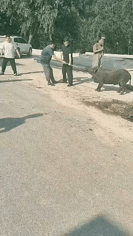 第一次见杀猪这么不专业的！
猪：“能不能痛快一点”？！