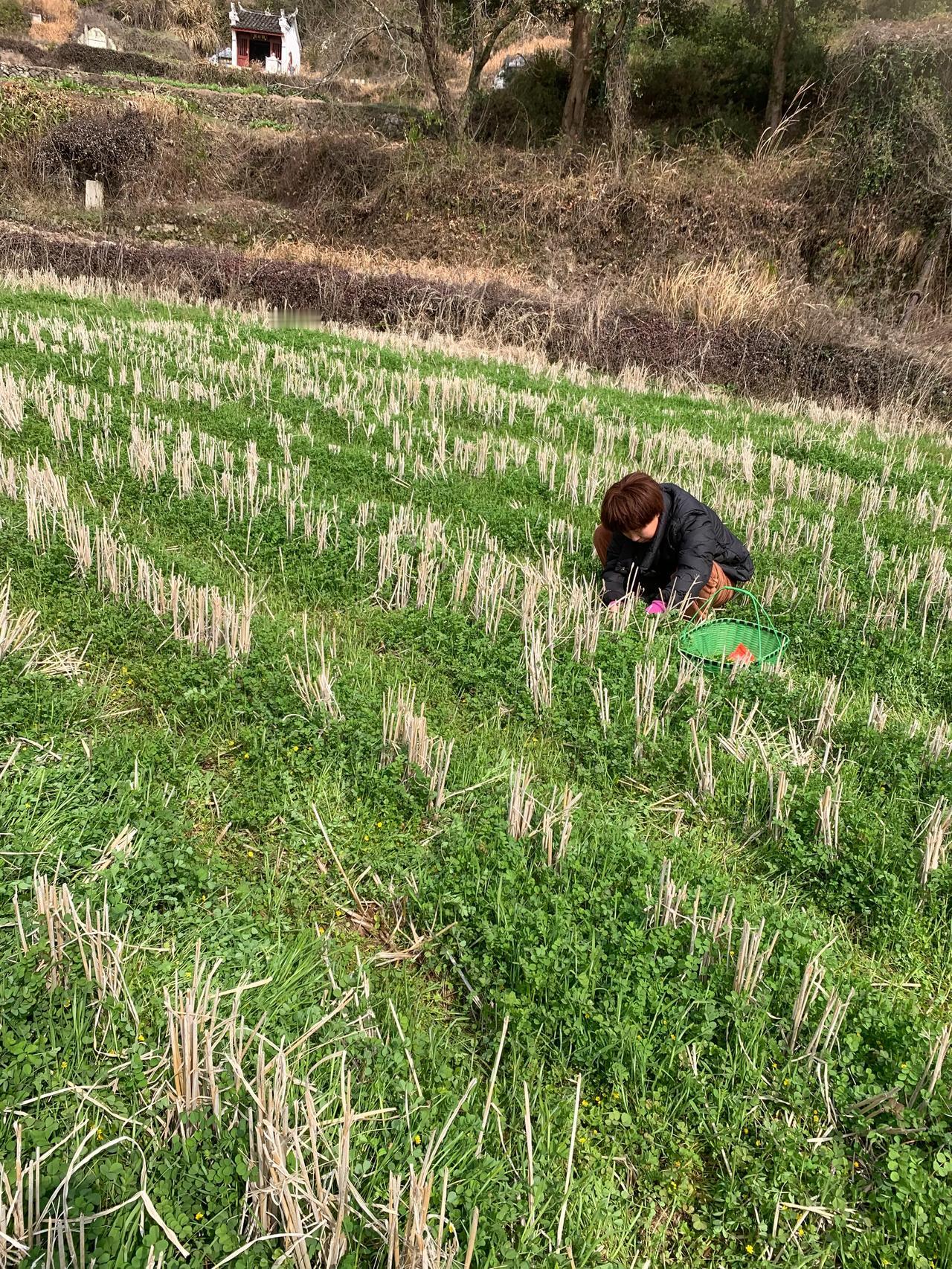 3月初，乡下的田野里、山坡上陆陆续续的出现了许多野菜，我们之前采的是荠菜

现在