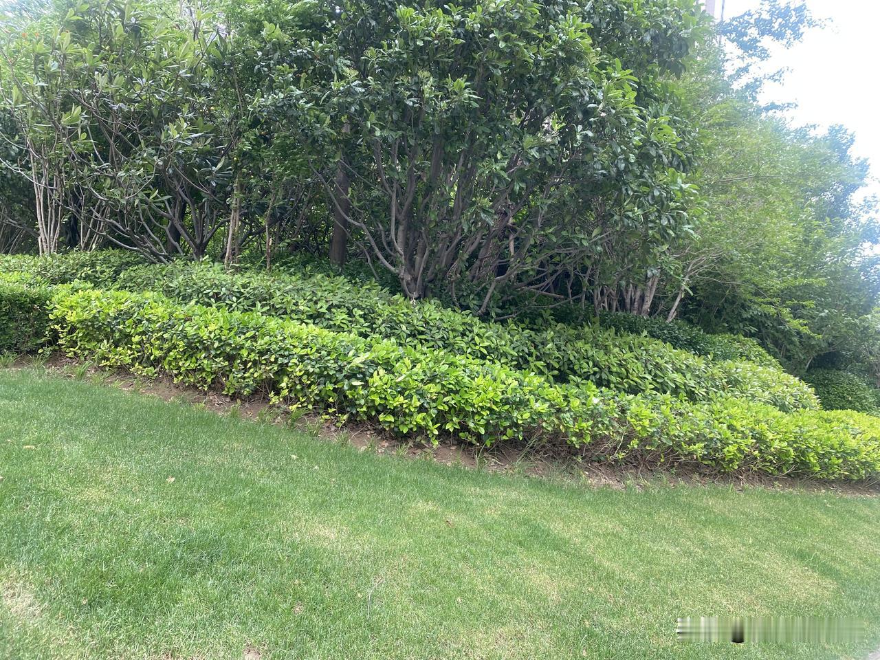 晒图笔记大赛绿意盎然的公园，静享自然之美。🌿🍃