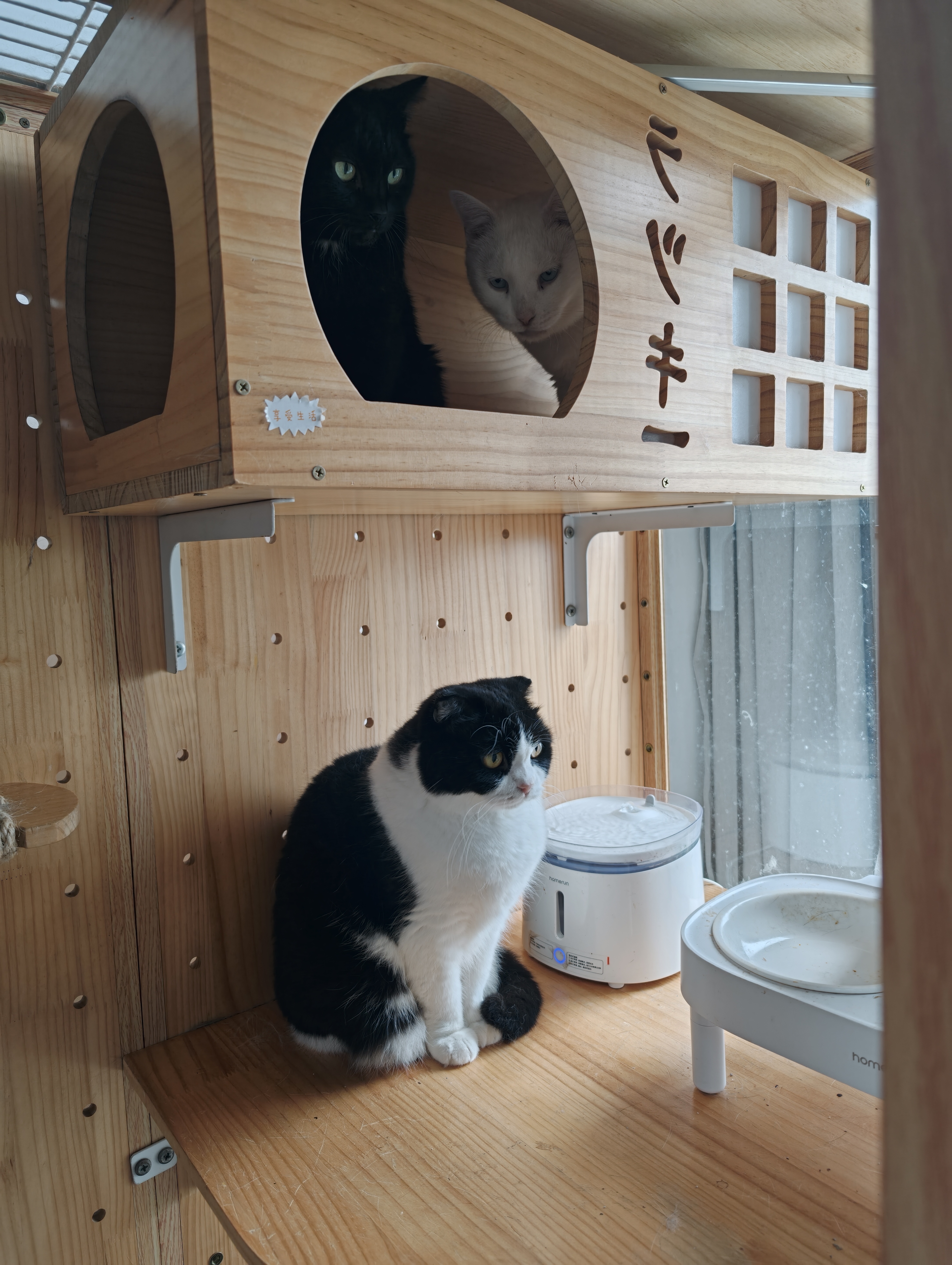 双十一你们买啥啊？我就是猫粮猫砂小孩纸尿裤[融化] ​​​