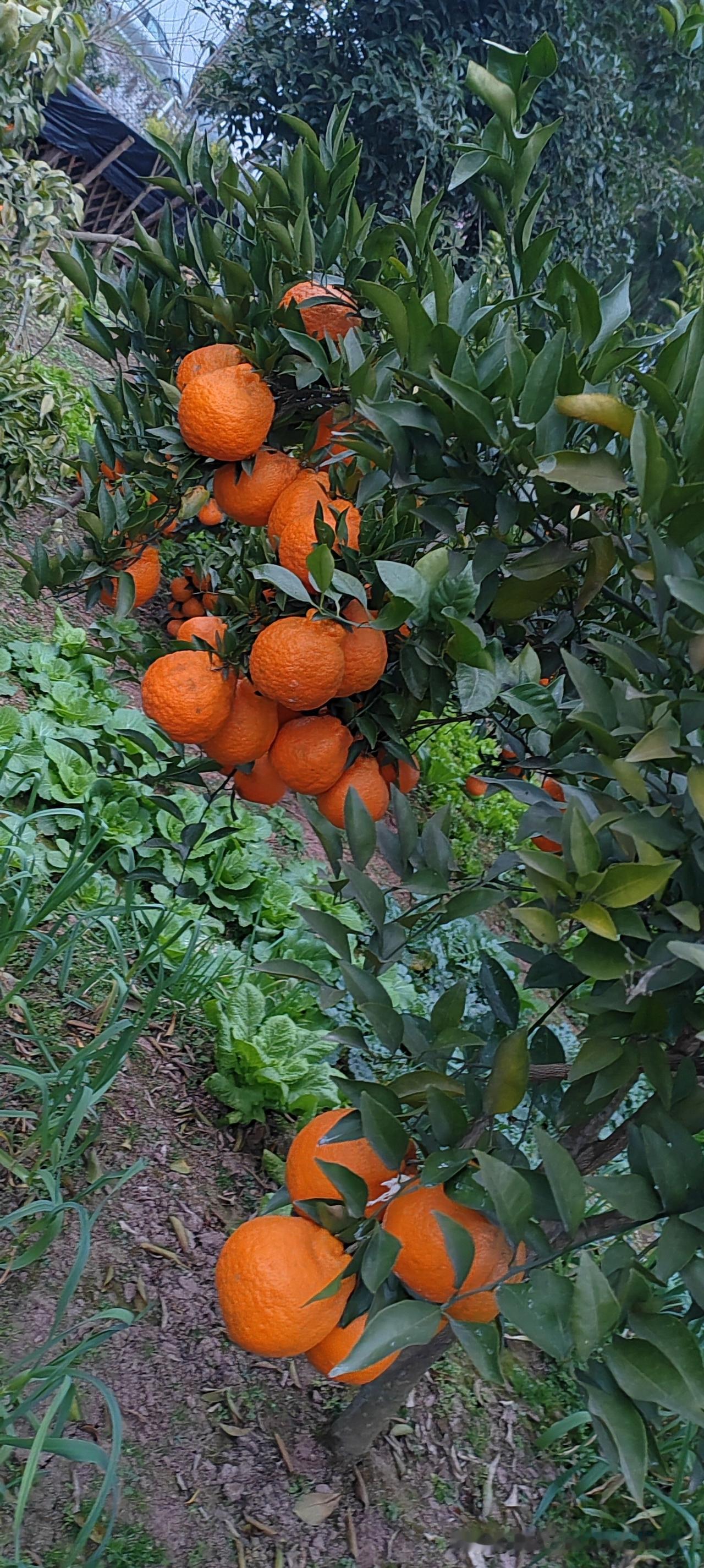 2025的最后一天。
 
不念过往，不畏将来。
与旧事归于尽，新年依旧迎花开。