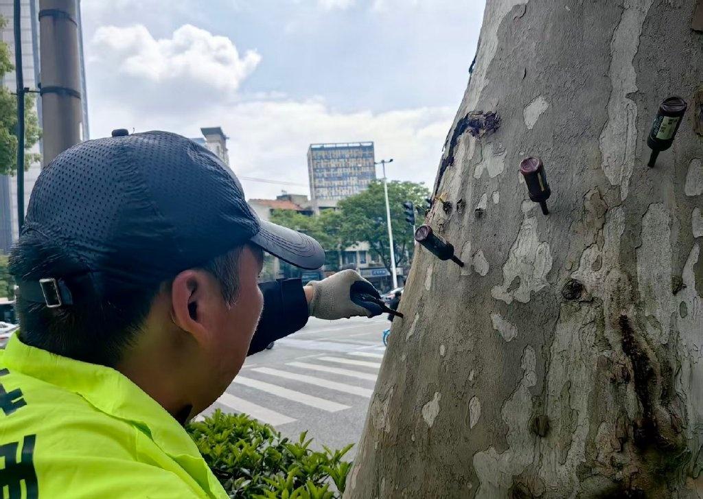 4月24日上午，在江汉区北湖西路，几名绿化工人围着一株法桐忙碌。一人手持电钻，在