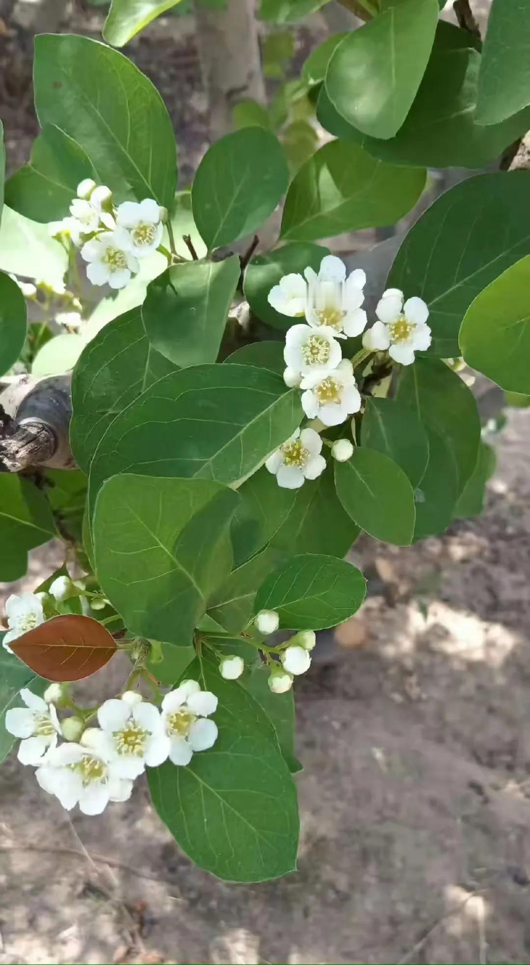 如果你爱一朵花，你会给它浇水。