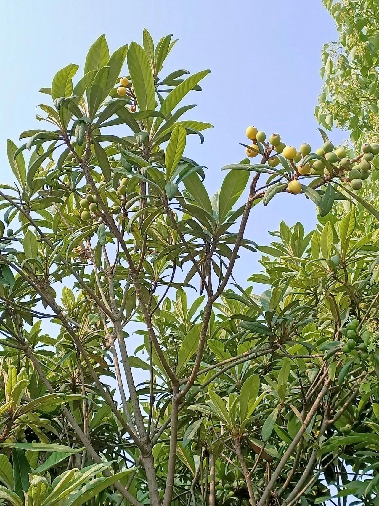 枇杷快熟了