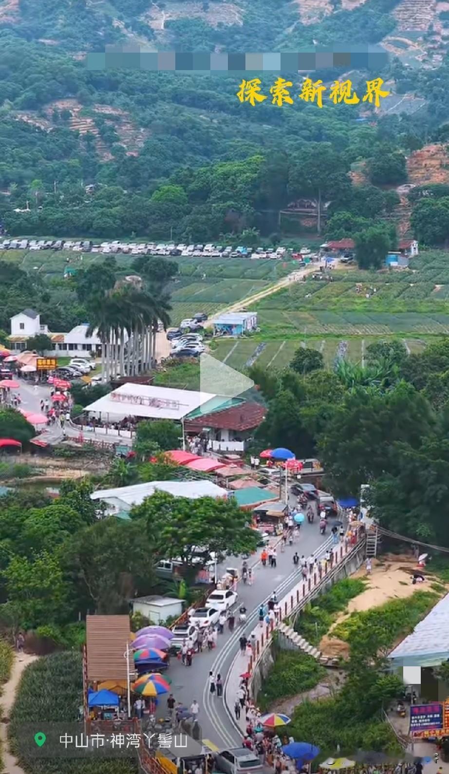 停车费拉动GDP！丫髻山菠萝是中山神湾的国家地理标志产品，以“不用泡盐水、蜜甜无