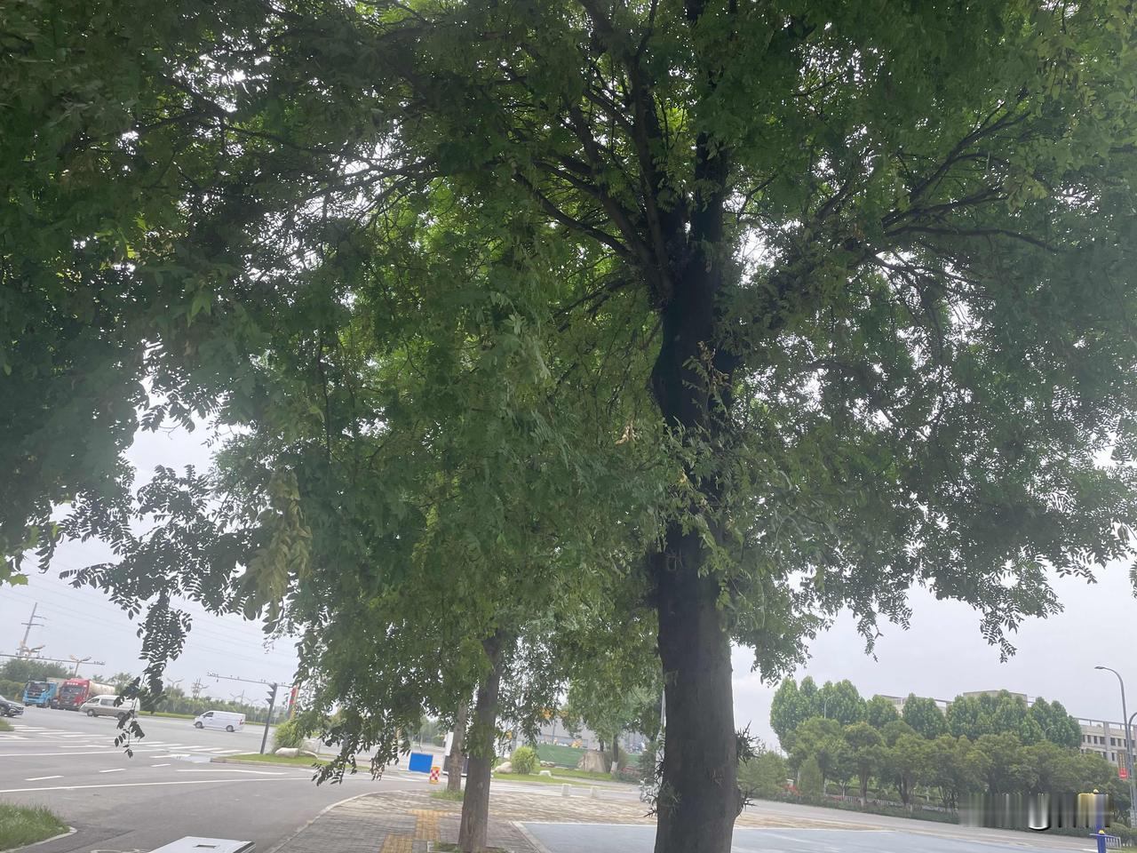 【七绝•草木葱茏盛夏裁】
草木葱茏盛夏裁，一堤细柳漫徘徊。
枝间又见螳螂影，静待