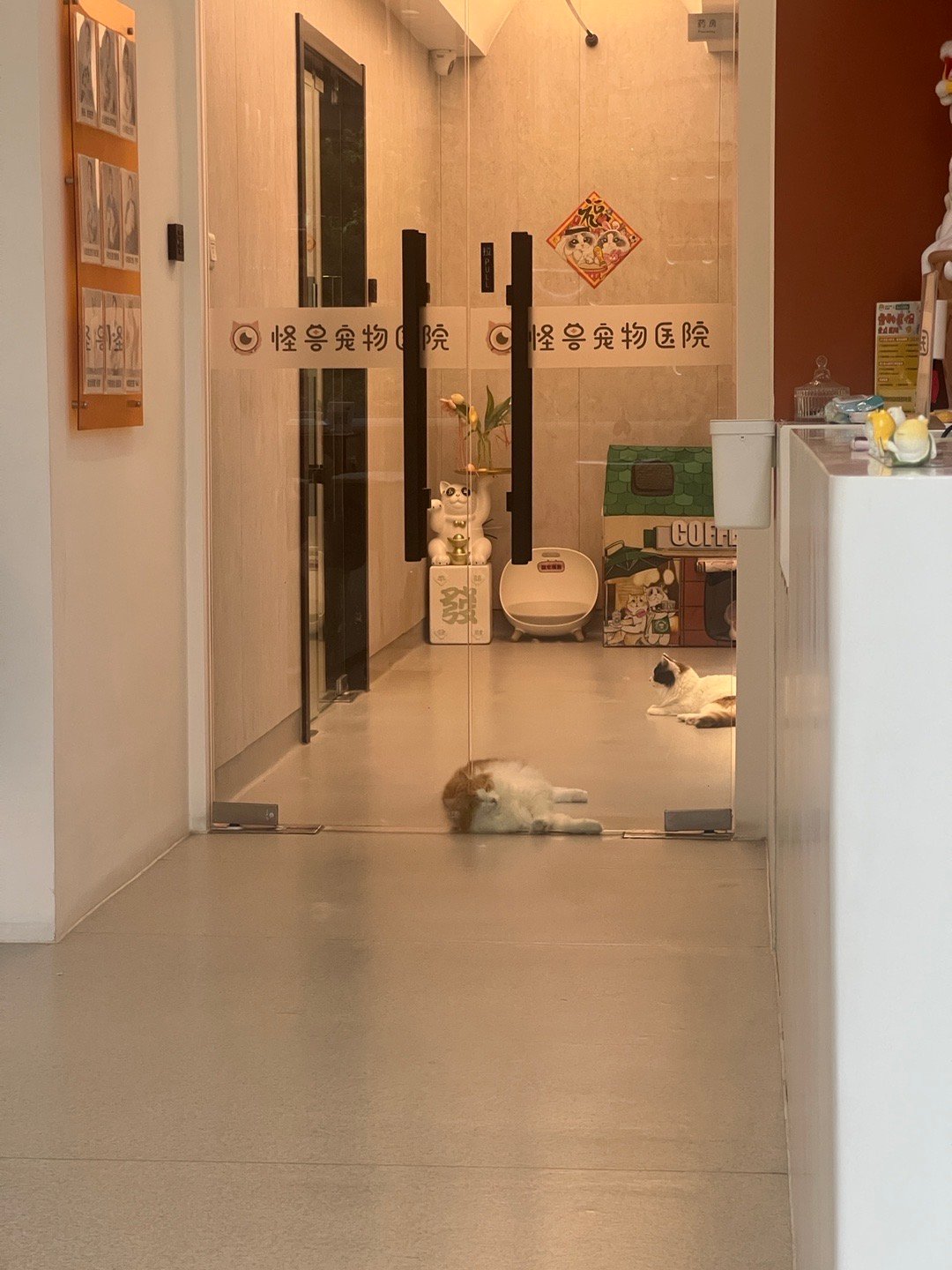 坐牢小猫#动物奇遇记##生活#  ​​​