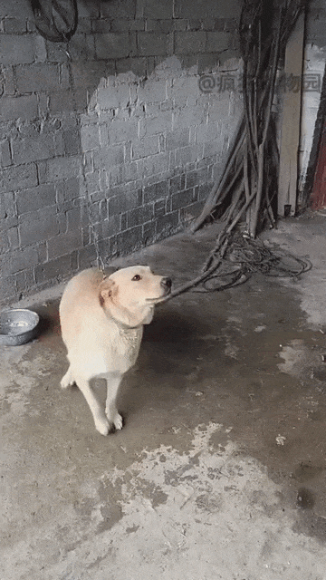 来来来，往这打